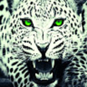 Meet your Posher, Paige